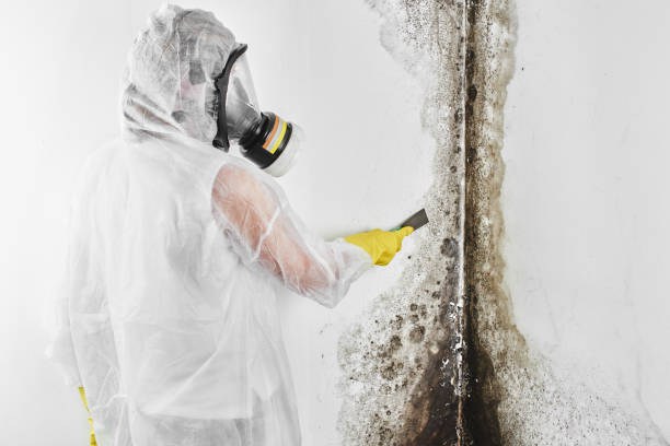 Best Black Mold Remediation in Locust Grove, GA