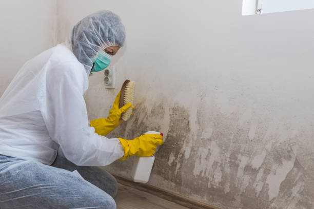 Professional Mold Remediation in Locust Grove, GA