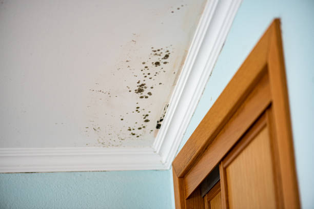 Best Emergency Mold Remediation in Locust Grove, GA