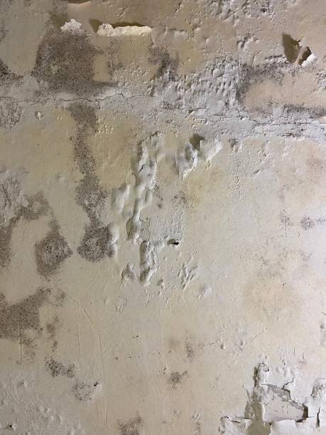 Best Attic Mold Remediation in Locust Grove, GA